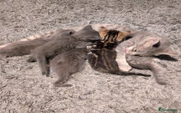 Mixed Breed cats for sale: Kittens  - Image 7