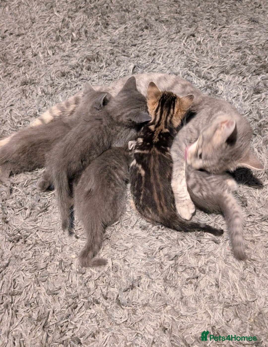 Mixed Breed cats for sale: Kittens  - Image 7