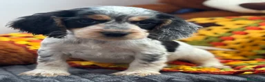 Cocker Spaniel 1