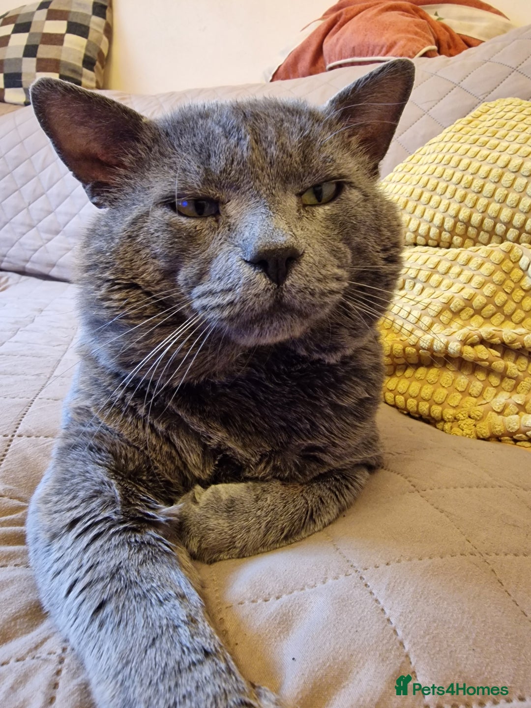 Russian Blue cats for sale: Pure Russian Blue Kittens for sale - 2 Boys 1 Girl - Image 8