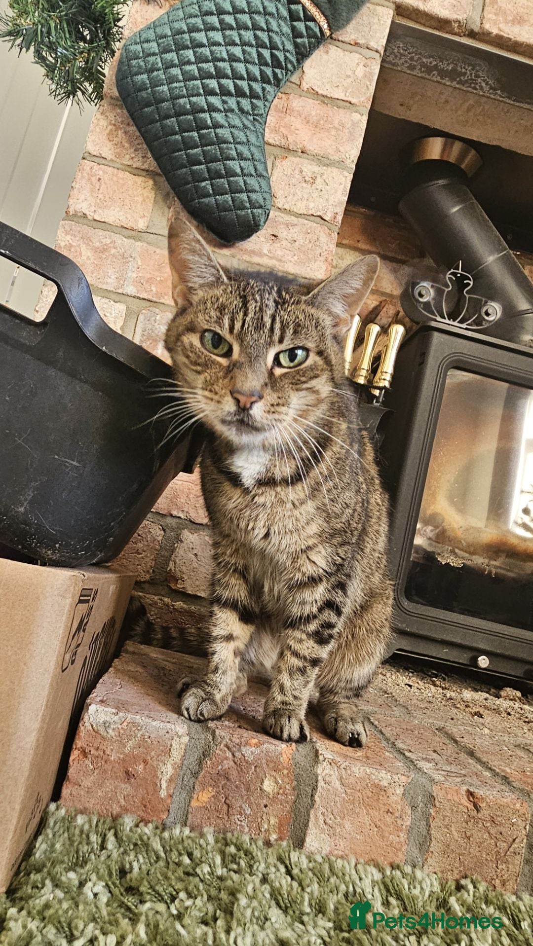 Mixed Breed cats for sale: Older lady needing a new home - Advert 3