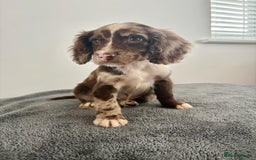Cocker Spaniel dogs for sale: Cocker spaniel puppies  - Image 3