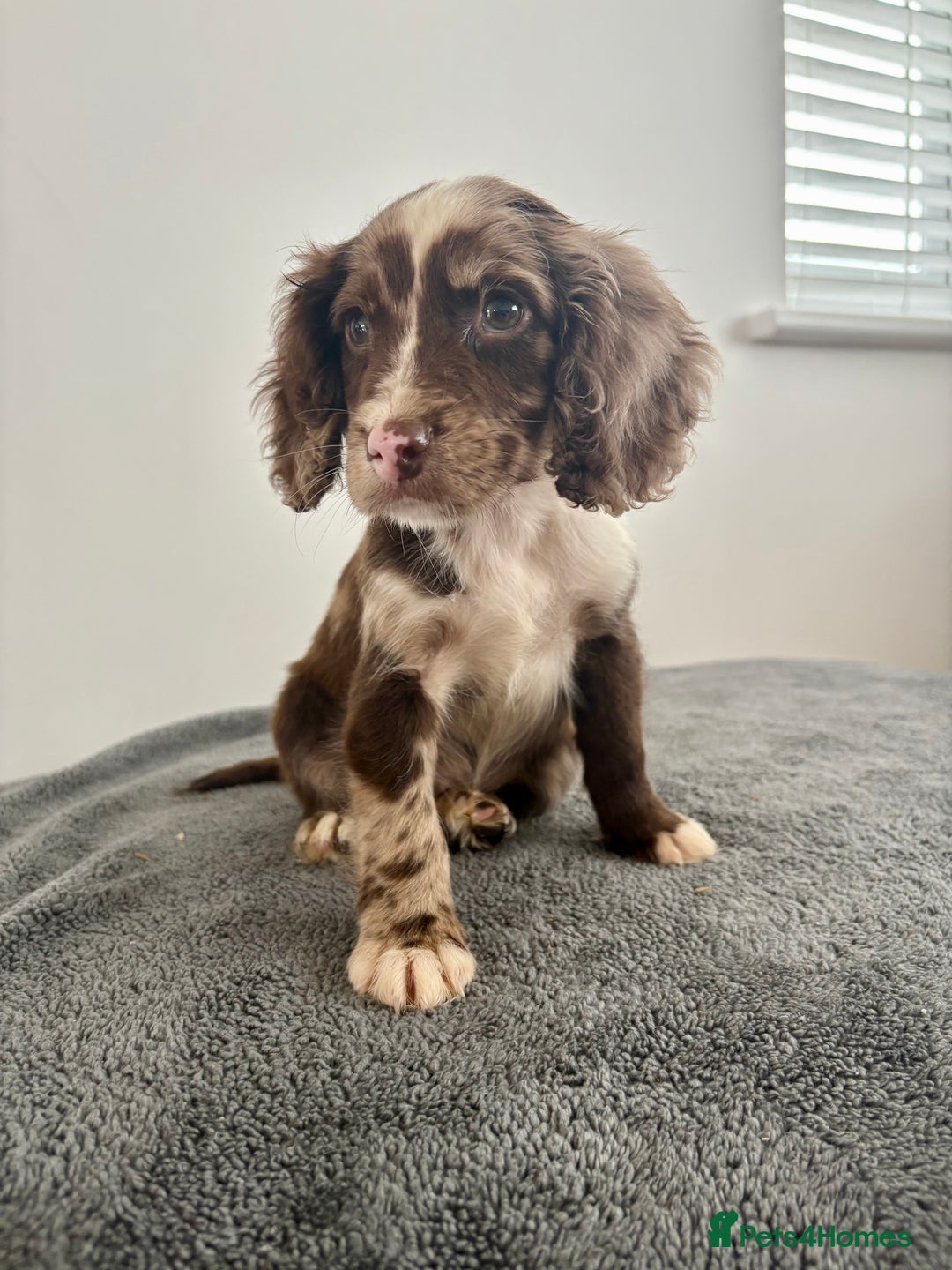 Cocker Spaniel dogs for sale: Cocker spaniel puppies  - Image 3