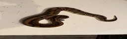 Python Snake reptiles for sale: Various Ball Pythons for sale - Advert 7
