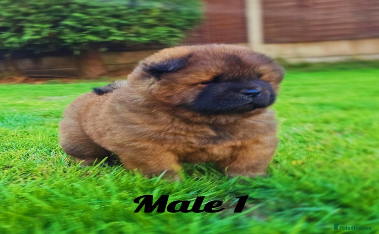 Chow Chow dogs - Advert 1