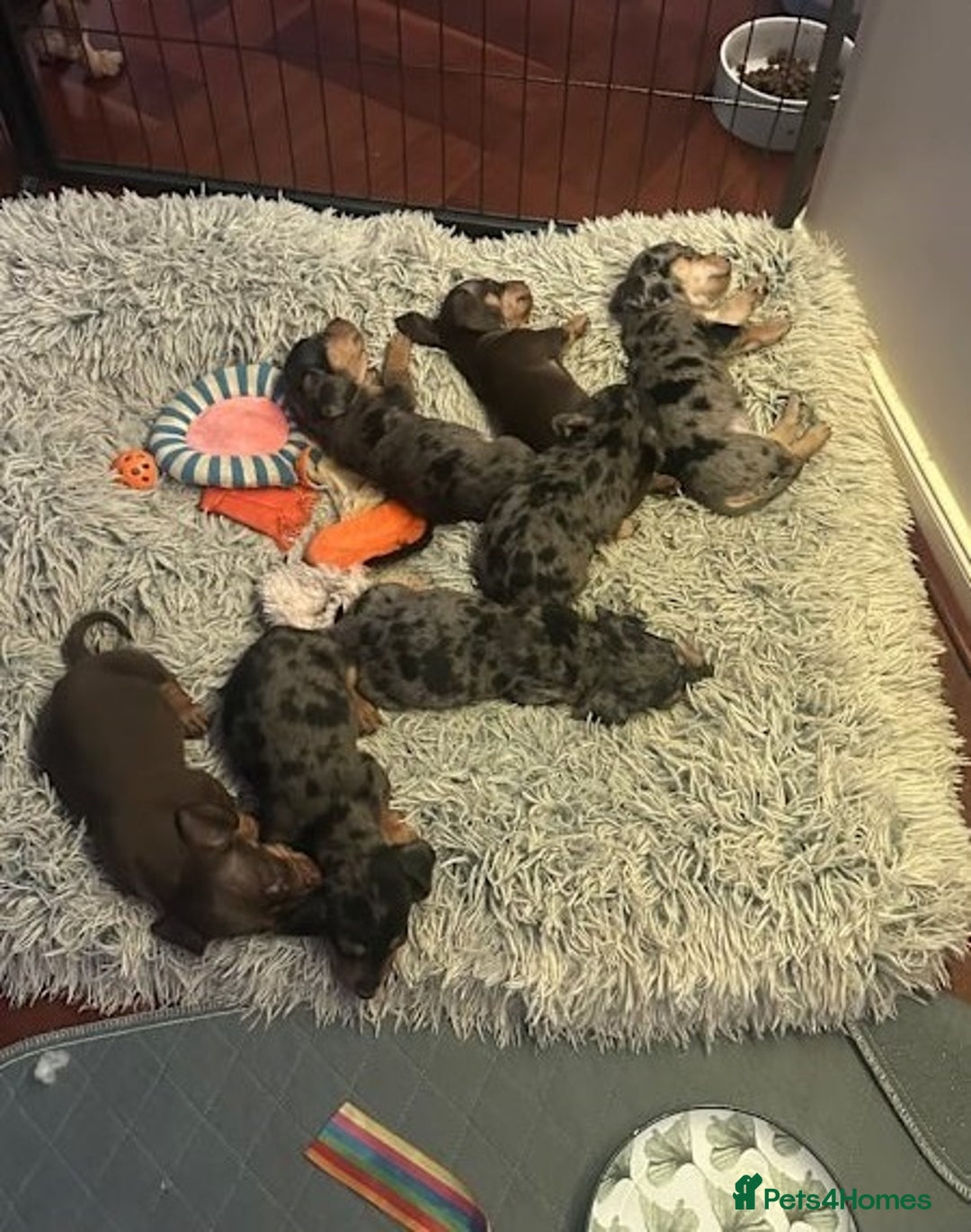 Miniature Dachshund dogs for sale: Healthy dapple smoothaired Dachshund mini pups - Image 5