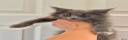 Maine Coon cats for sale: Maine coon kittens fluffy cuddly kittens - Advert 30