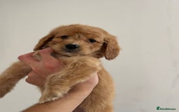 Cockapoo dogs for sale: *READY NOW  *Cockapoo puppies *7 SOLD*  - Image 5