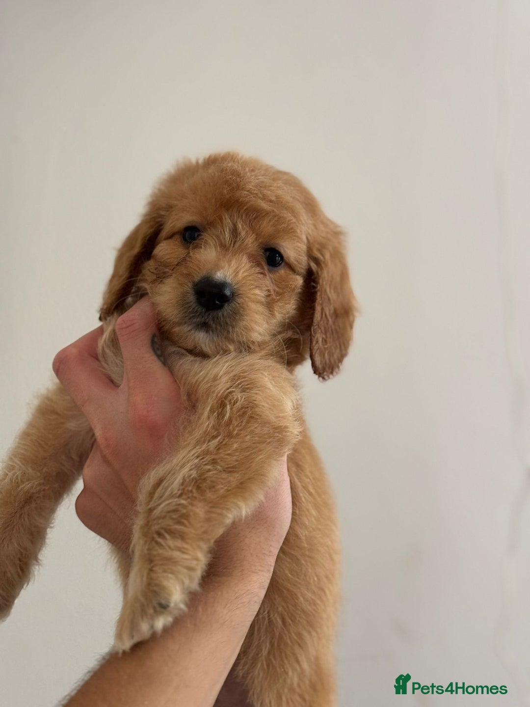 Cockapoo dogs for sale: *READY NOW  *Cockapoo puppies *7 SOLD*  - Image 5