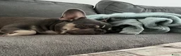 French Bulldog dogs for sale: Fifi - loving frenchie for rehome in Ashford - Advert 2