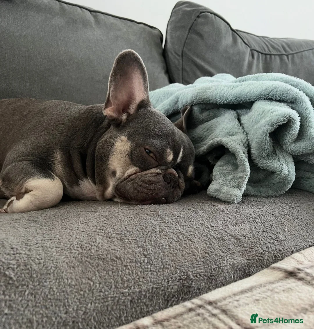 French Bulldog dogs for sale: Fifi - loving frenchie for rehome in Ashford - Advert 2