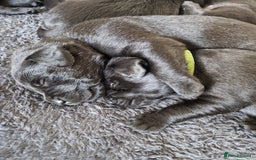 Labrador Retriever dogs for sale: Beautiful Labrador puppies  - Image 15