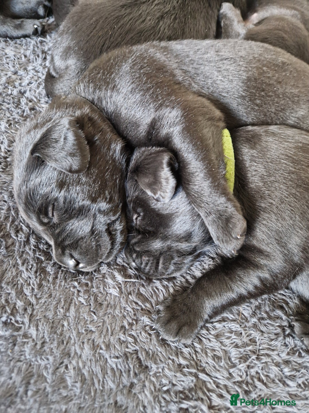 Labrador Retriever dogs for sale: Beautiful Labrador puppies  - Image 15