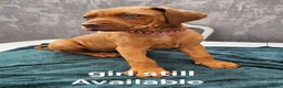Mixed Breed dogs for sale: Dogue de bordeaux / Doberman  - Advert 1