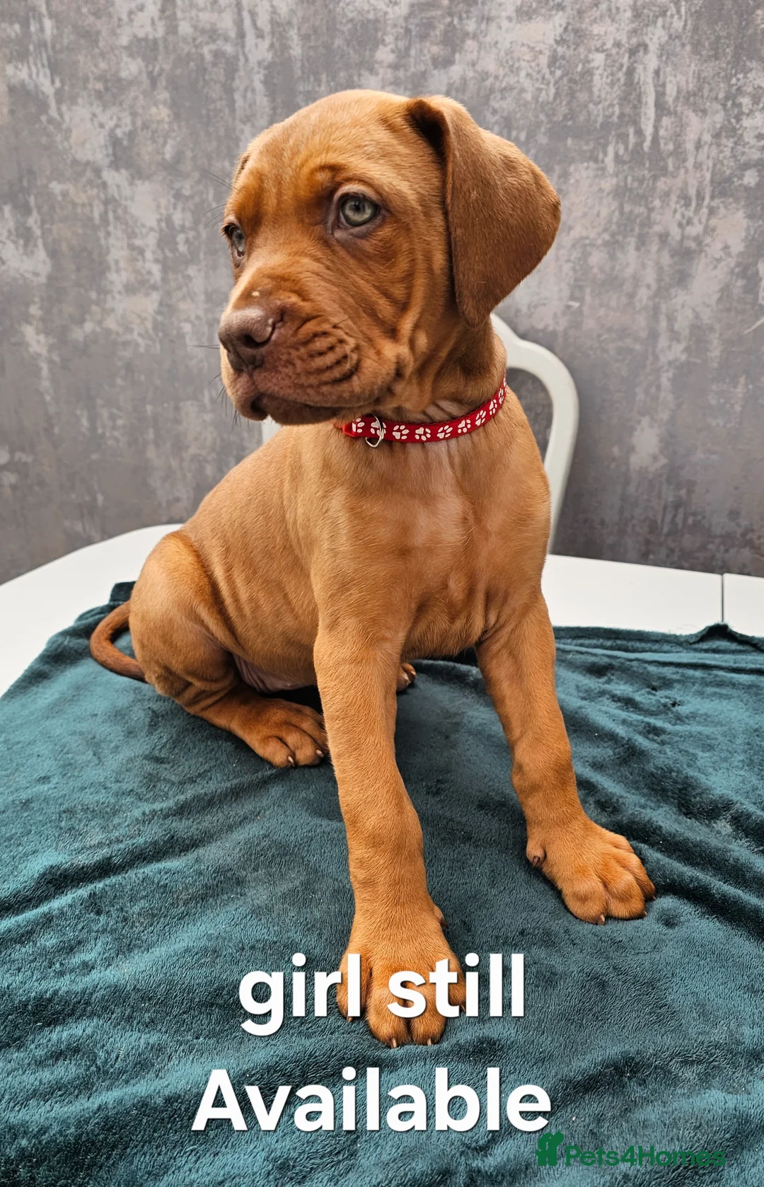 Mixed Breed dogs for sale: Dogue de bordeaux / Doberman  - Advert 1
