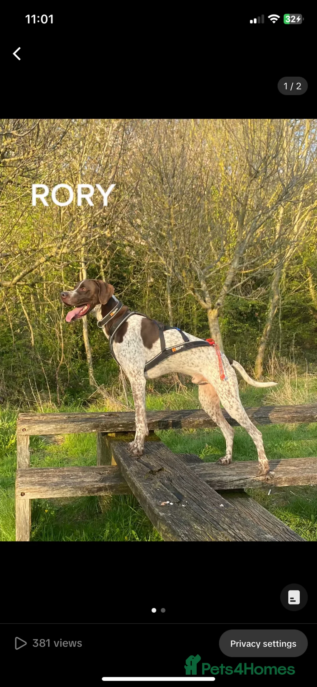 Pointer dogs for stud: Kc English pointer for stud  - Advert 2