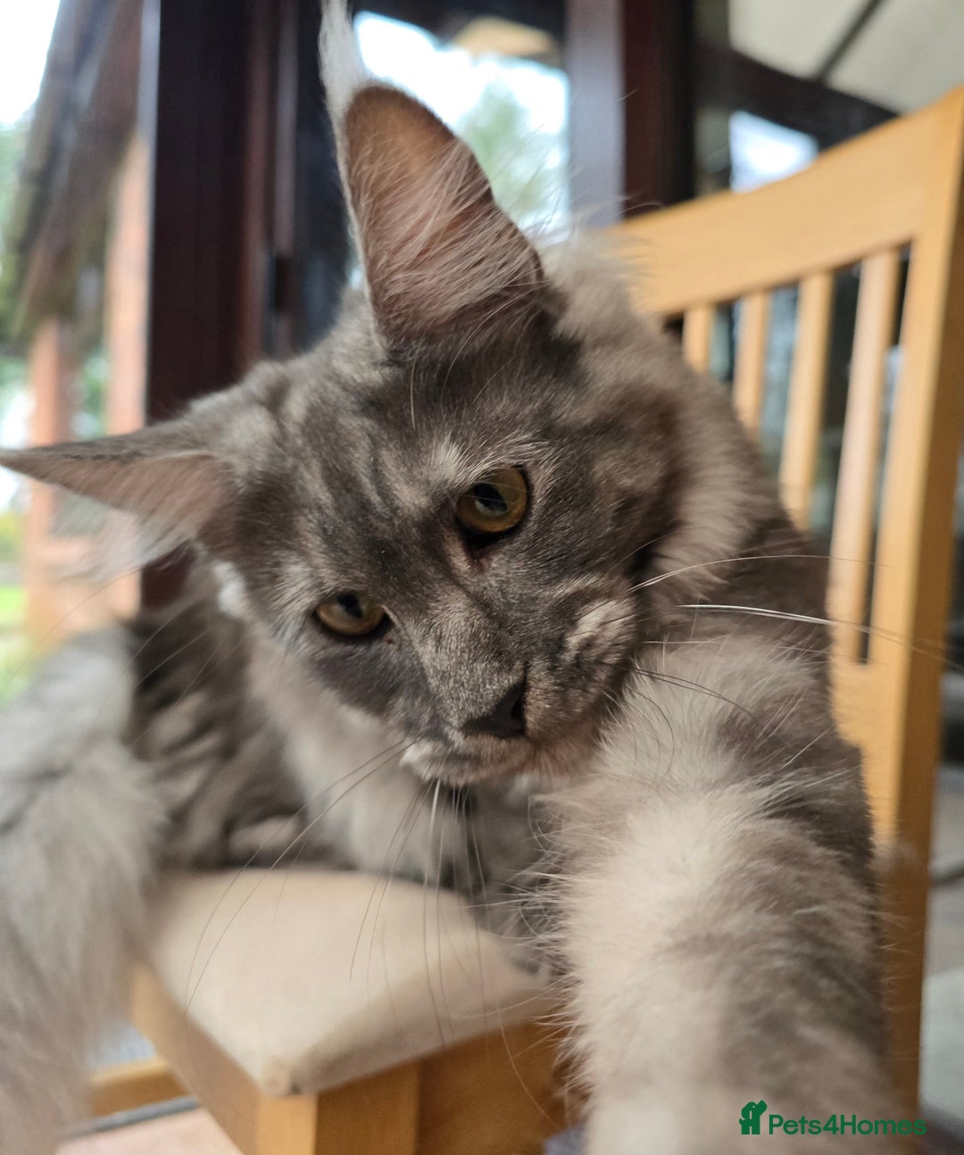 Maine Coon cats for sale: Black Smoke - Advert 2