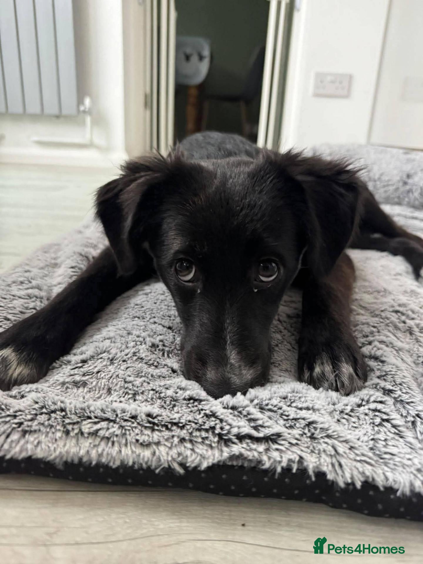 Mixed Breed dogs for adoption: Meet Trixie, currently residing in Sussex  - Advert 1