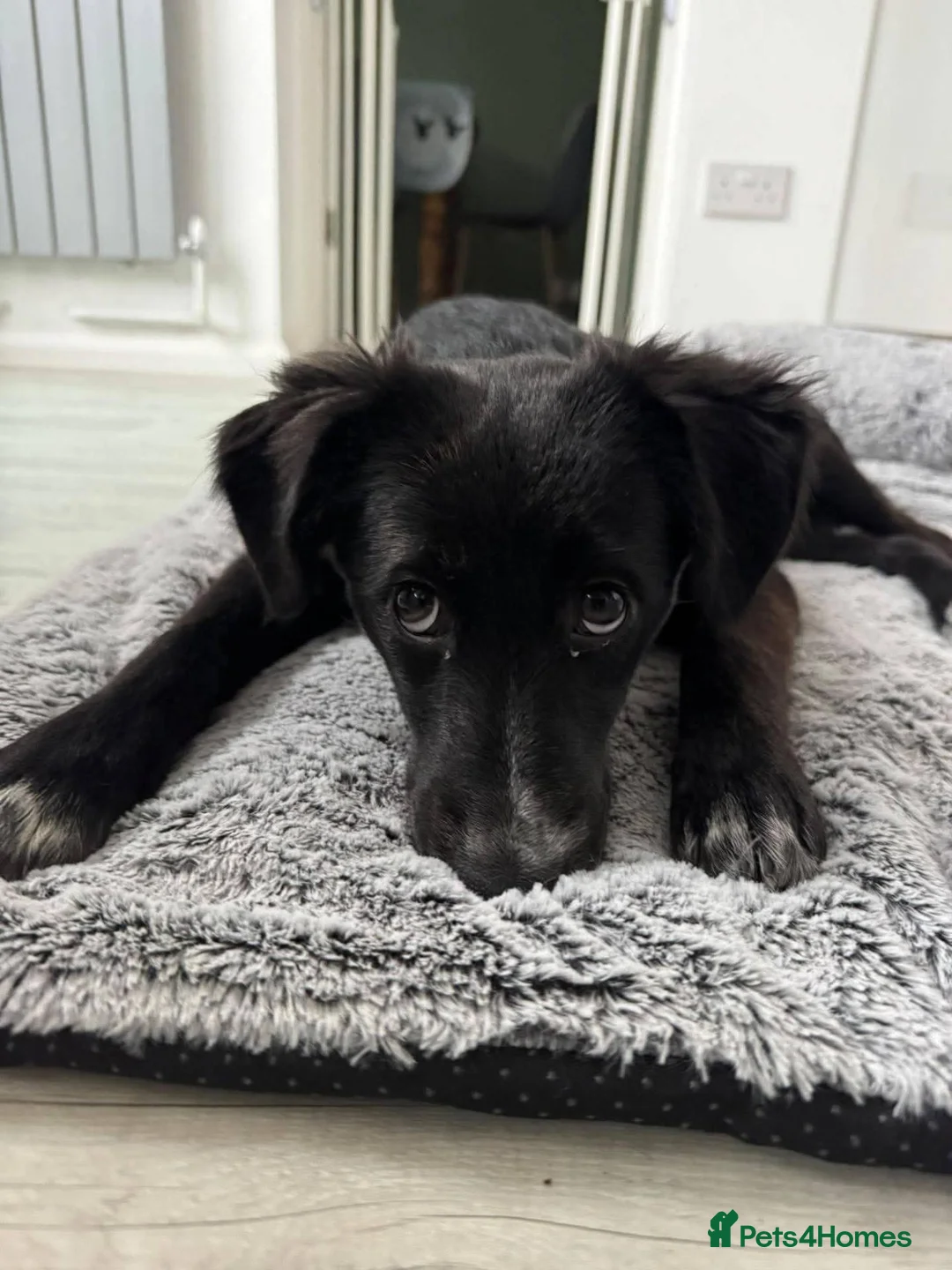 Mixed Breed dogs for adoption: Meet Trixie, currently residing in Sussex  in Hailsham - Advert 1