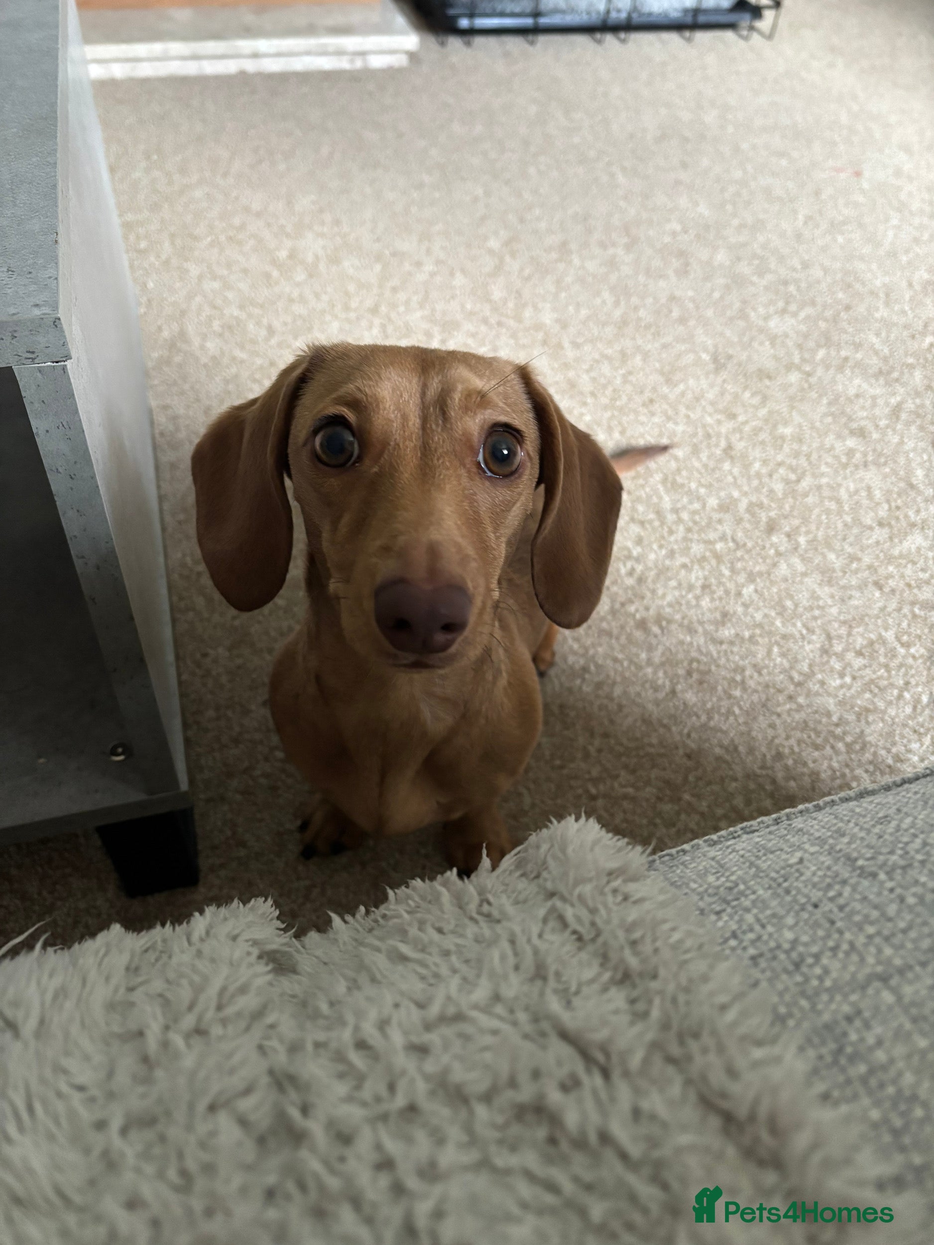 Miniature Dachshund dogs miniature dachshund female 1yo - Advert 2