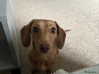 Miniature Dachshund dogs miniature dachshund female 1yo - Advert 3