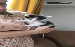 Mixed Breed cats for sale: Two cuties  - Image 6