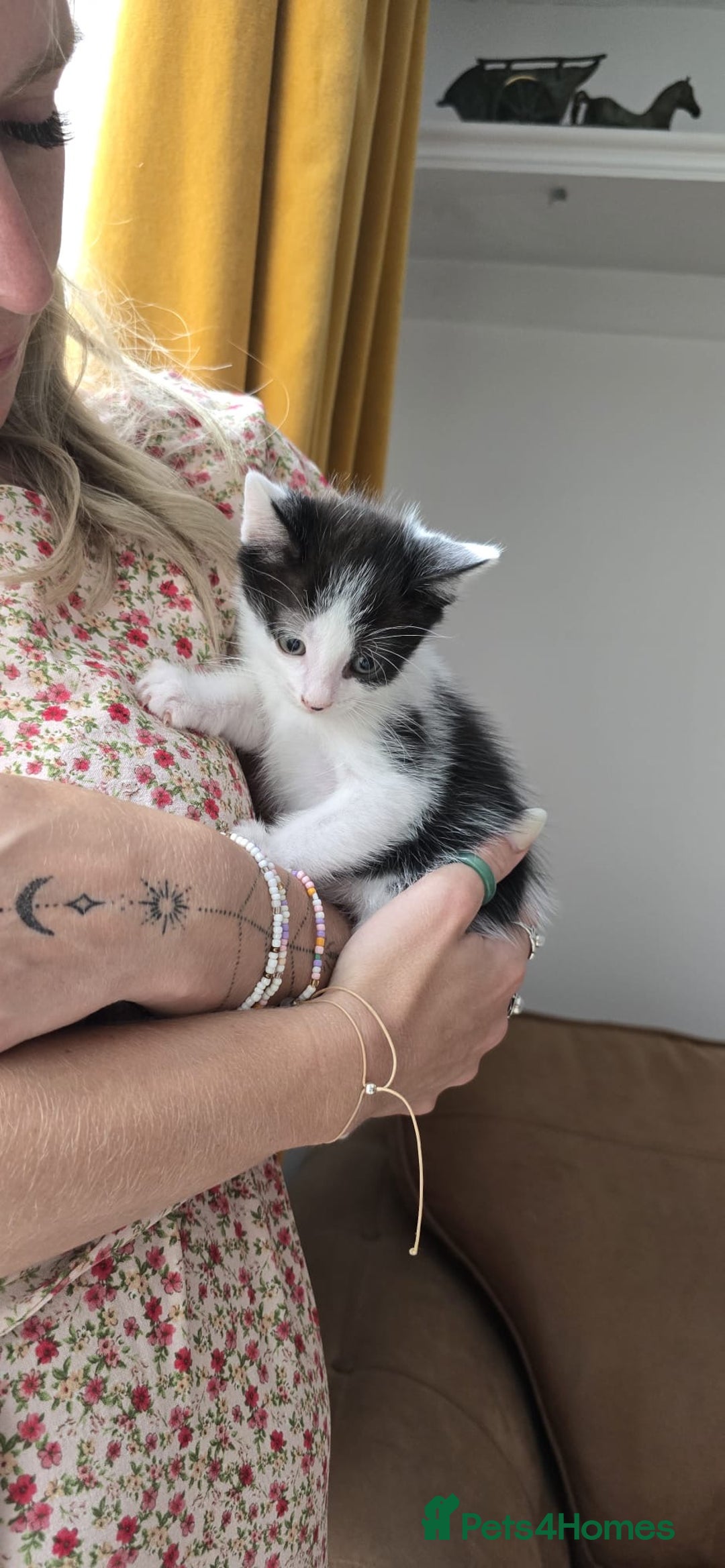 Mixed Breed cats for sale: Two cuties  - Image 6