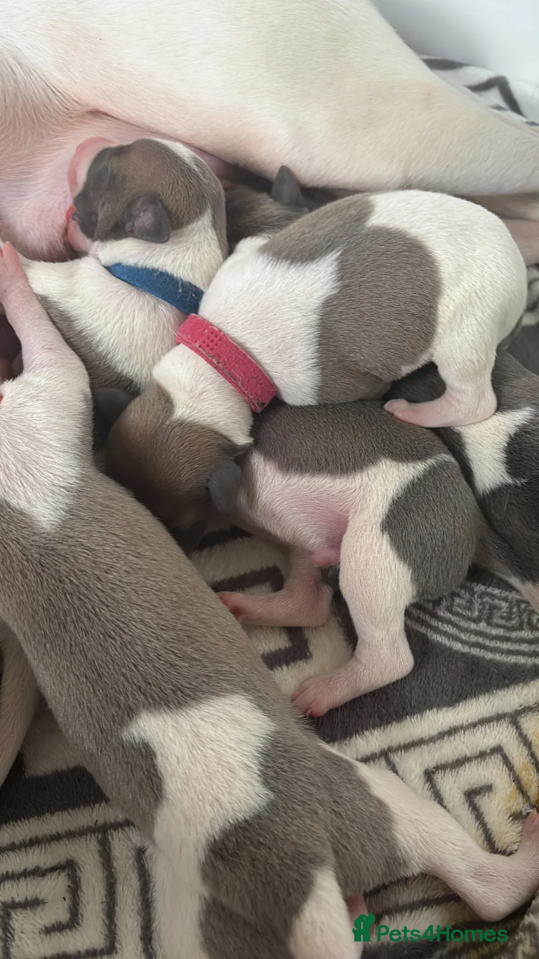 Whippet dogs for sale: 🌟 quality KC whippet pups 🌟 - Advert 25