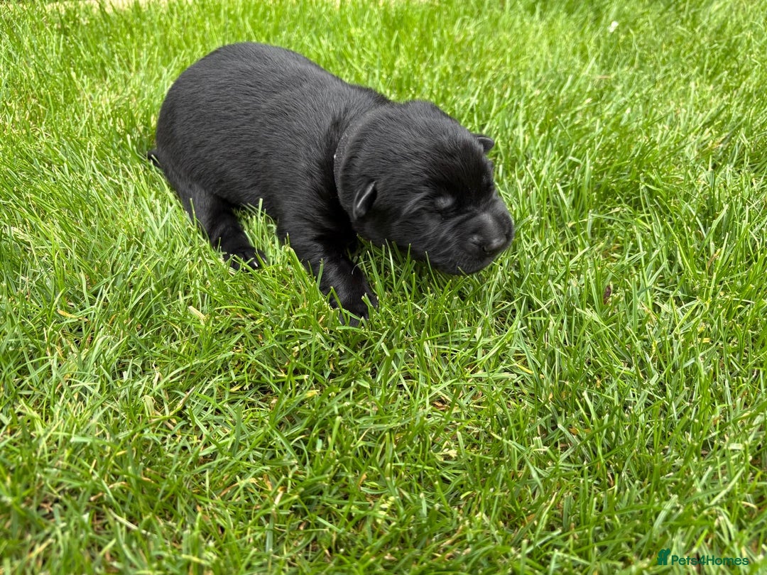 German Shepherd dogs for sale: KC Reg DDR GSD Puppy Rare Bloodline - Advert 8