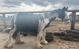 Irish Cob horses for sale: beautiful bingo 😍 - Image 12