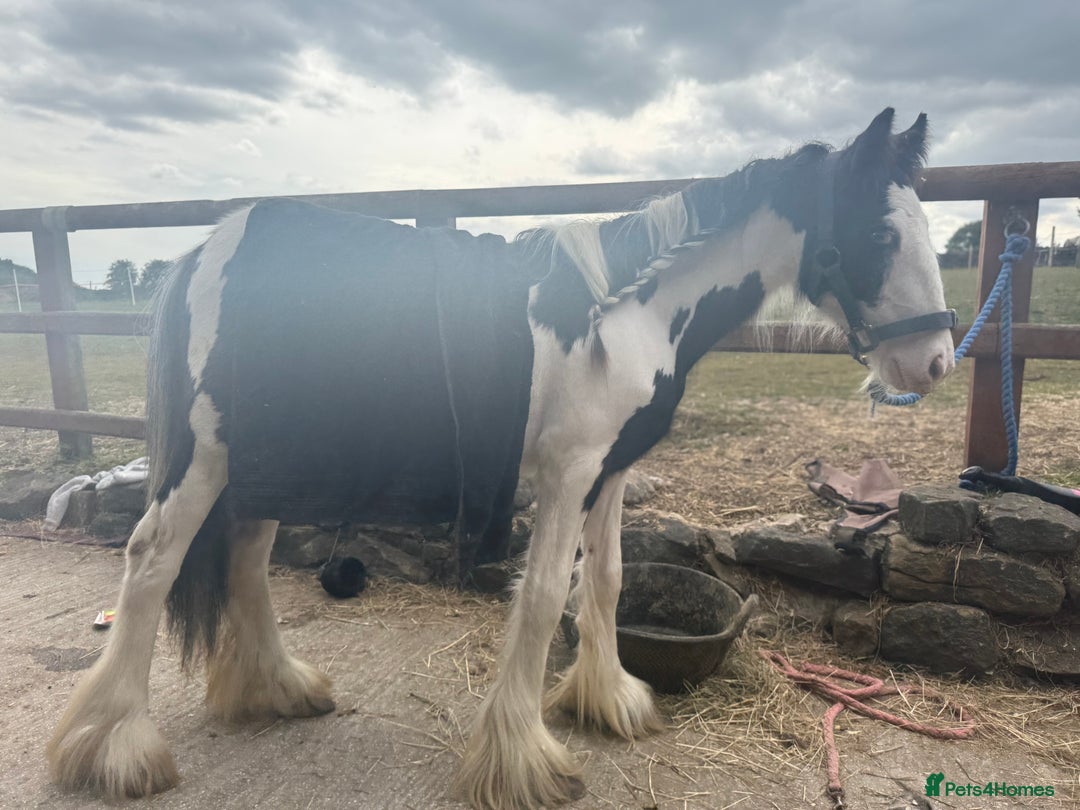 Irish Cob horses for sale: beautiful bingo 😍 - Image 12