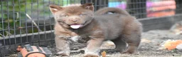 Chow Chow dogs for sale: Genuine chowski puppies  - Advert 14