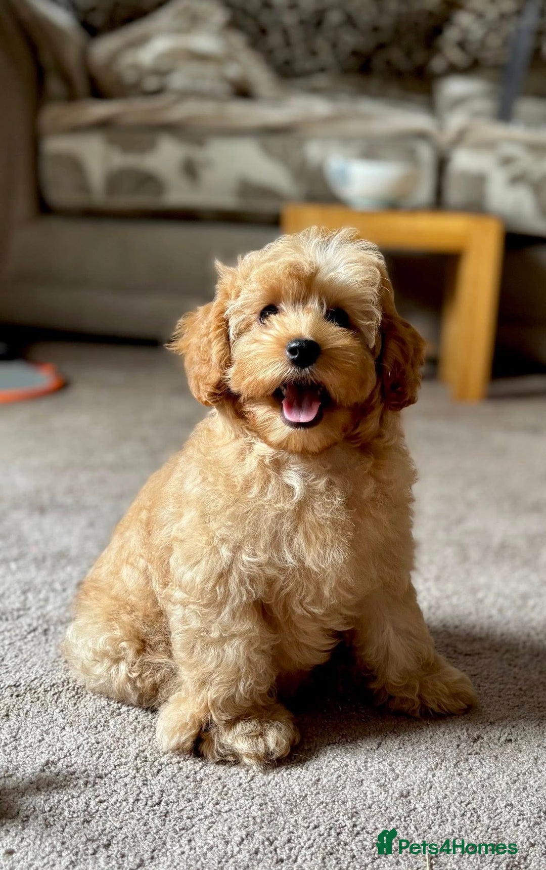 Cockapoo dogs for sale: Winnie F1b Golden Cockapoo Girl - Ready Now - Image 2