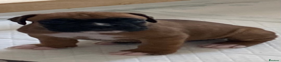 Boxer Puppy 6