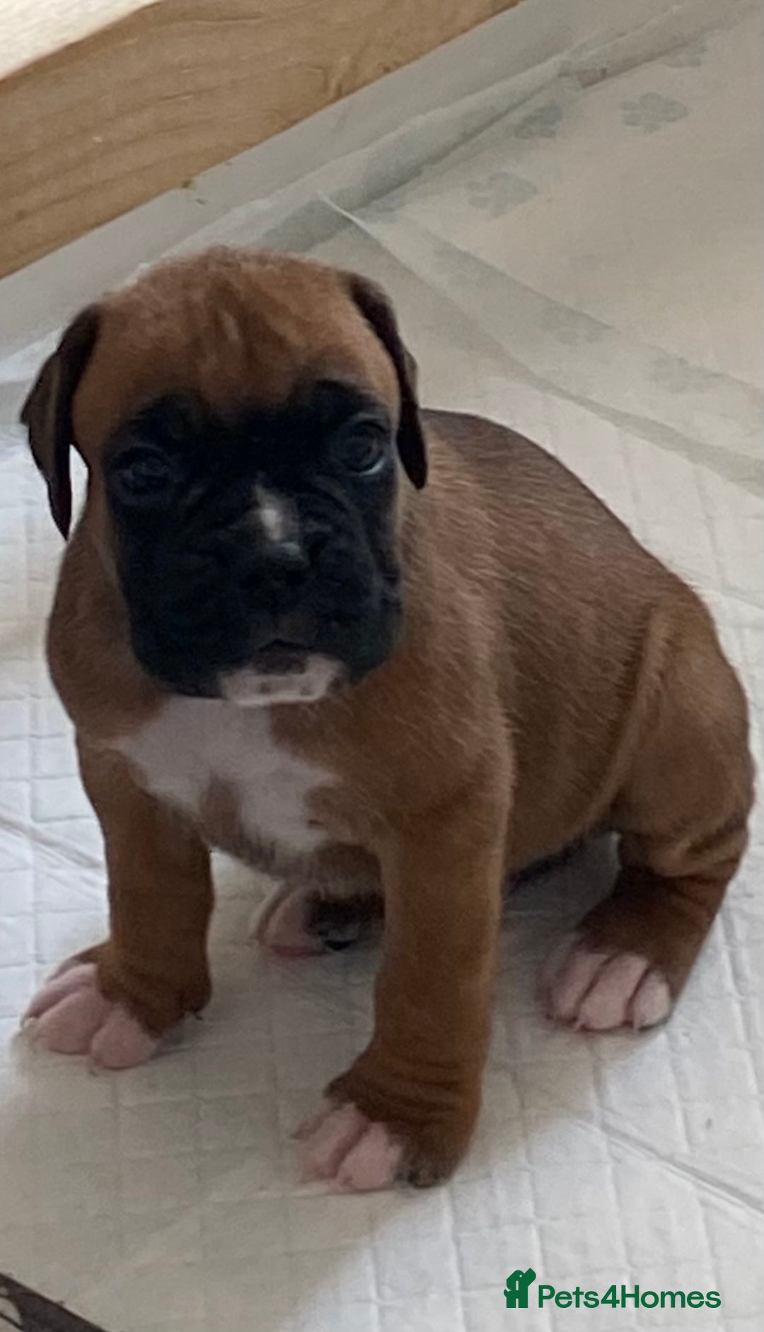 Boxer dogs for sale: Kc Boxer puppy’s bobtail and long licensed breeder - Image 15