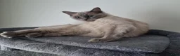 Ragdoll cats for sale: Blue-point Ragdoll  - Advert 2