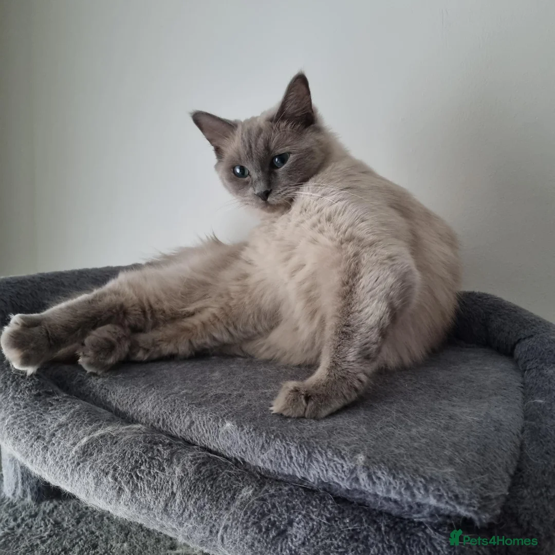 Ragdoll cats for sale: Blue-point Ragdoll  - Advert 2