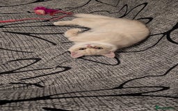 British Shorthair cats for sale: Little funny adorable girl  - Image 12