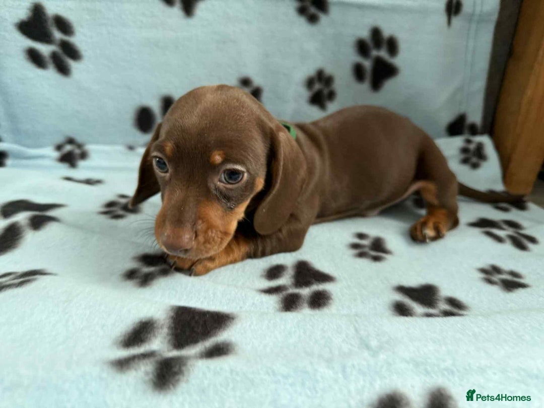 Miniature Dachshund dogs for sale: Gorgeous miniature dachshund puppies - Image 7