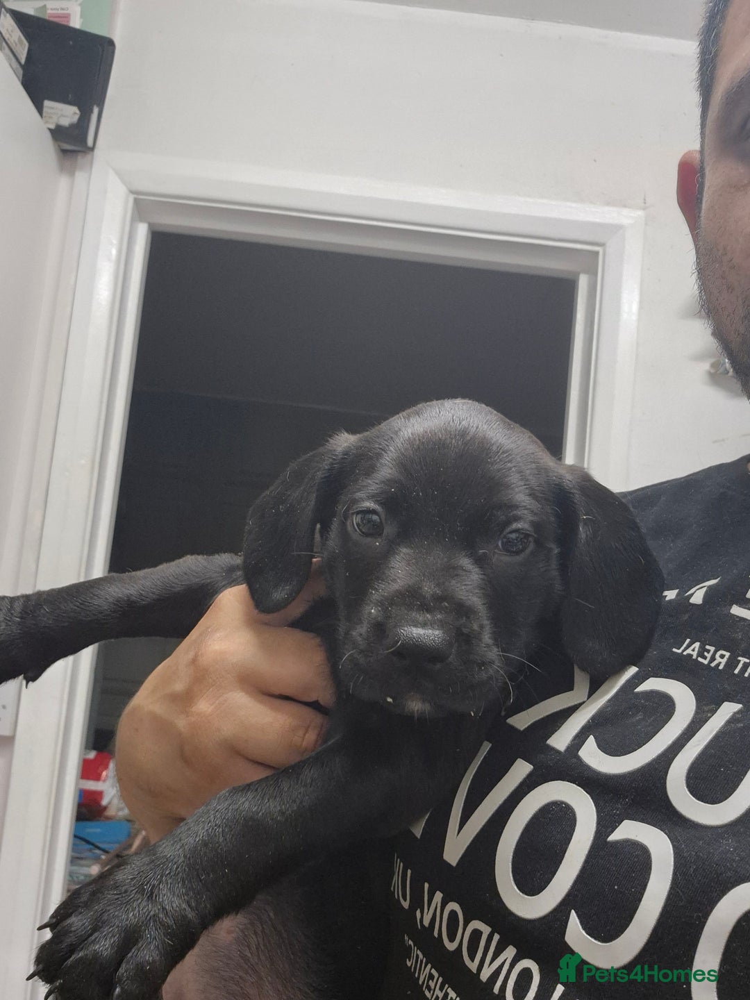 Mixed Breed dogs for sale: Beautiful litter of pups - Image 19