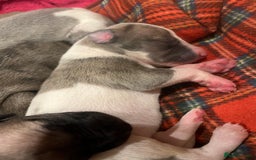 Whippet dogs for sale: Gorgeous KC Whippet Pups - Image 2