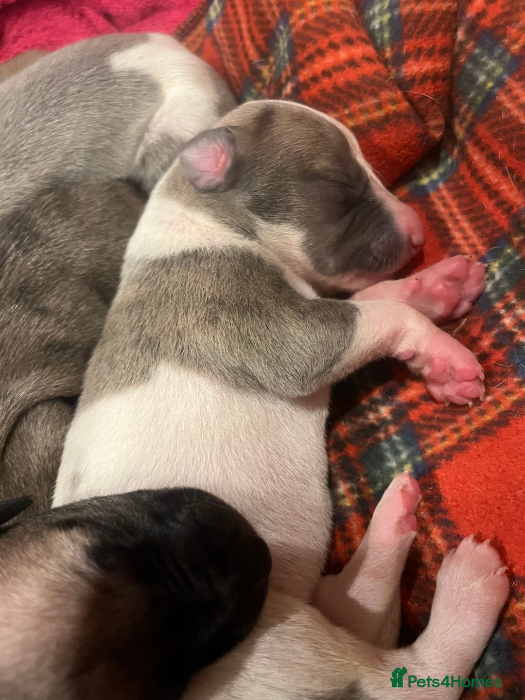 Whippet dogs for sale: Gorgeous KC Whippet Pups - Image 2