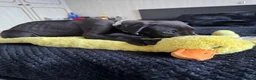 Great Dane dogs for sale: Ready now! Beautiful KC Great Dane puppies  - Advert 8