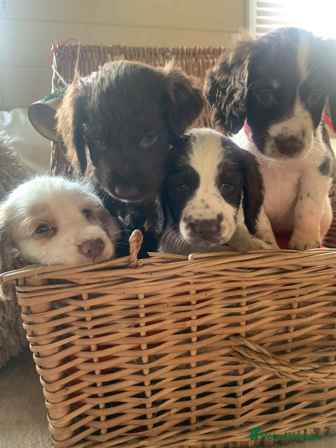 Cocker Spaniel dogs for sale: Beautiful cocker spaniel pups - Advert 3