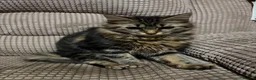 Mixed Breed cats for sale: Male kitten in Ashington - Advert 3