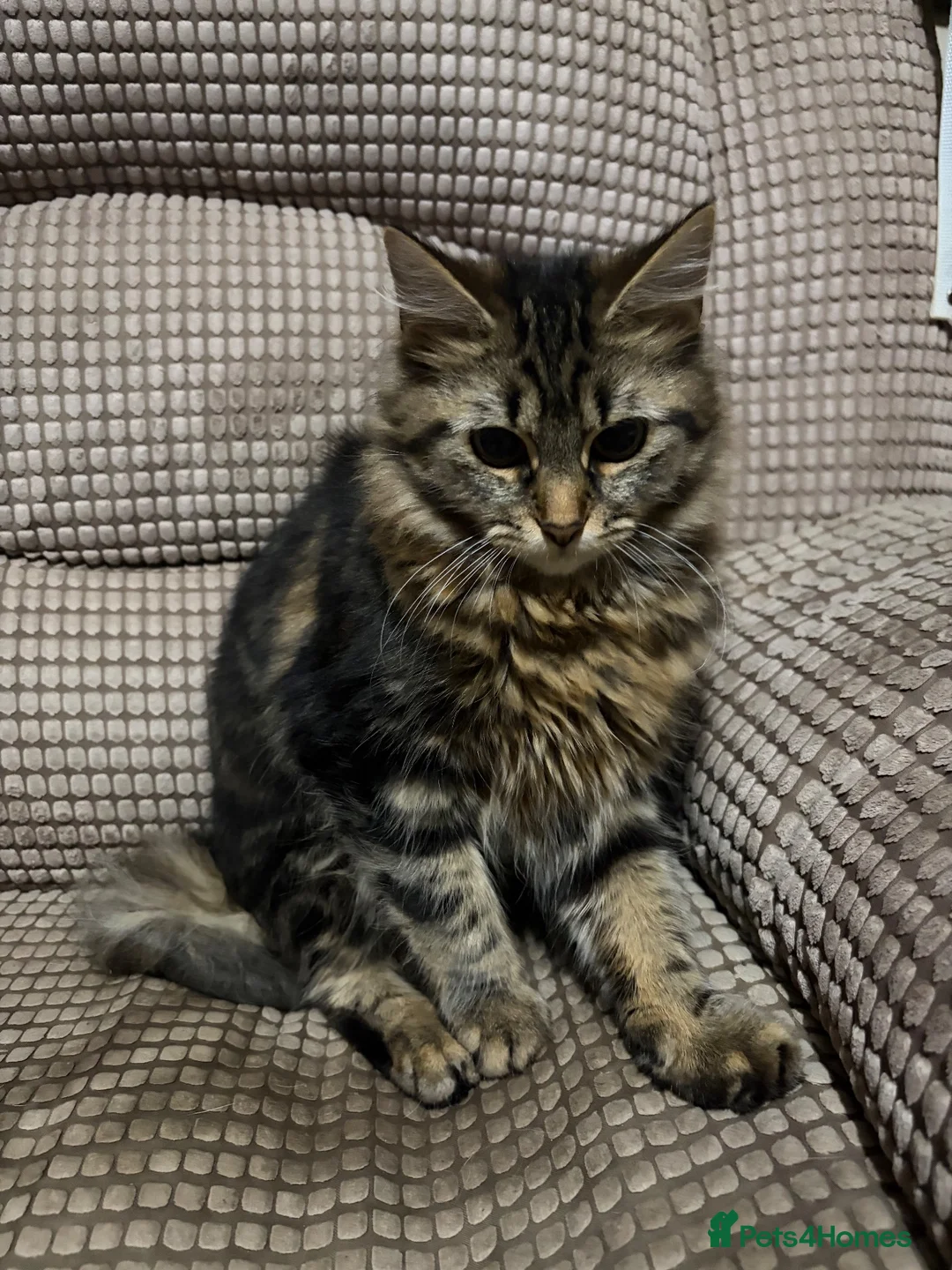 Mixed Breed cats for sale: Male kitten in Ashington - Advert 3