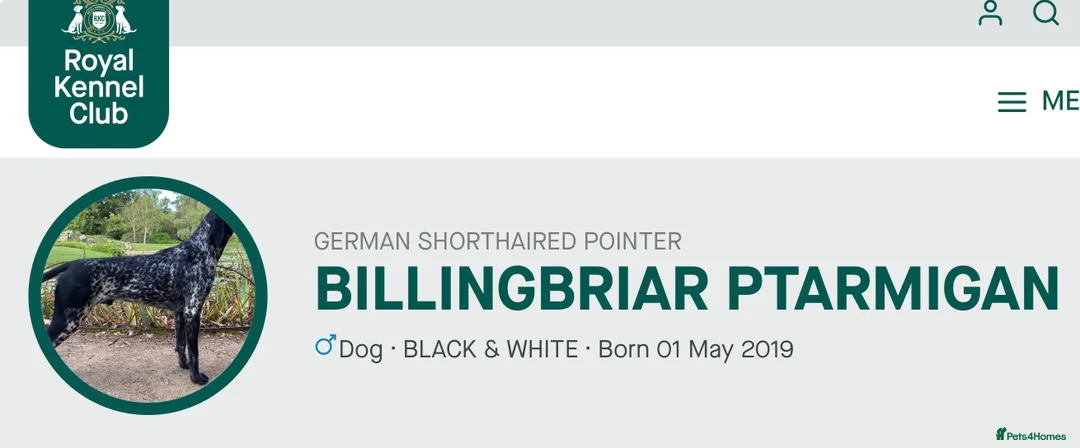 German Shorthaired Pointer dogs for stud: For Stud GSP Black and White - Advert 2