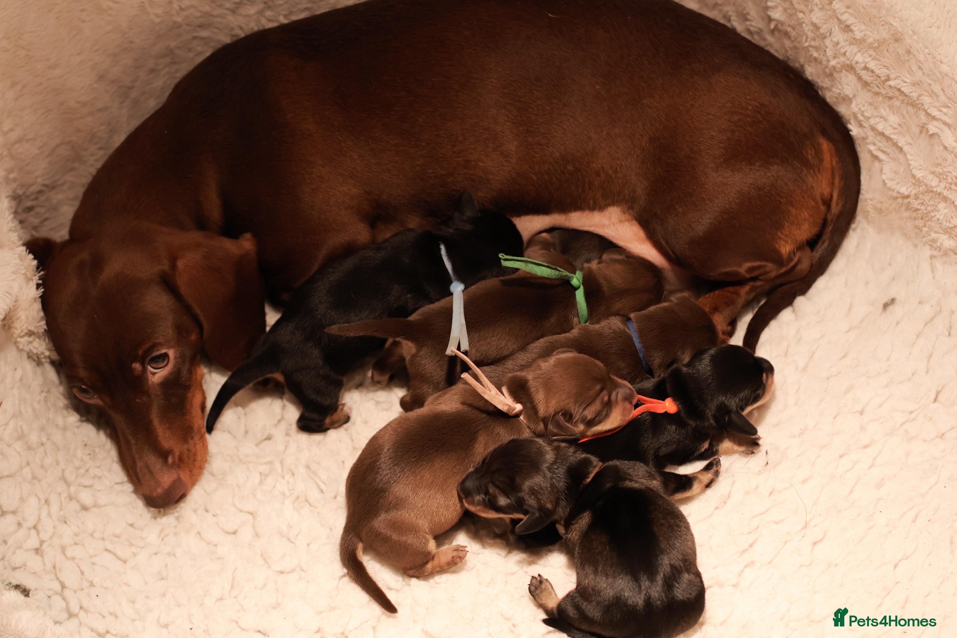 Miniature Dachshund dogs 5*Licensed+KC+PRAclear+VETchecked+Chocolate&Cream - Advert 17