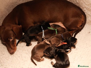 Miniature Dachshund dogs 5*Licensed+KC+PRAclear+VETchecked+Chocolate&Cream - Advert 17