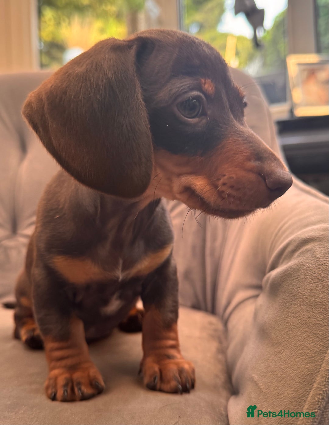 Miniature Dachshund dogs for sale: BEAUTIFUL MINI DACHSHUND PUPPIES READY NOW - Image 28